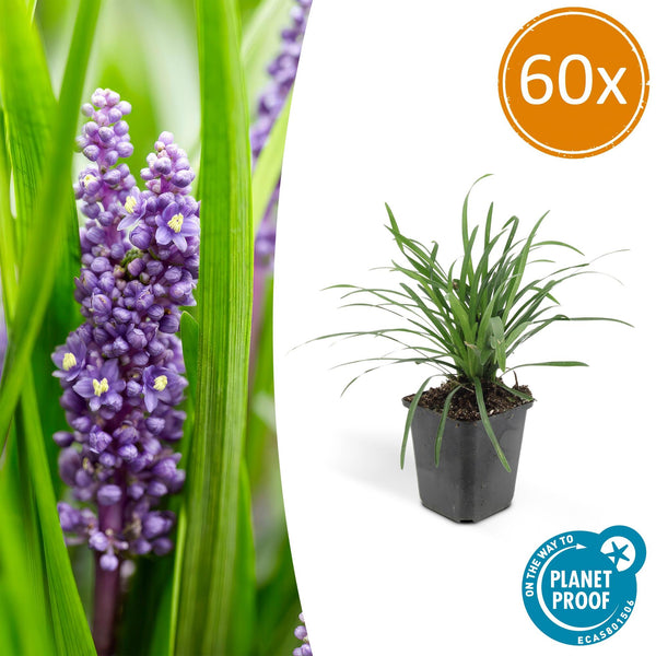 Lilientraube ‚Big Blue' – Liriope muscari