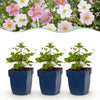 Herbst-Anemone Tricolour – Anemone hupehensis
