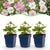 Herbst-Anemone Tricolour – Anemone hupehensis