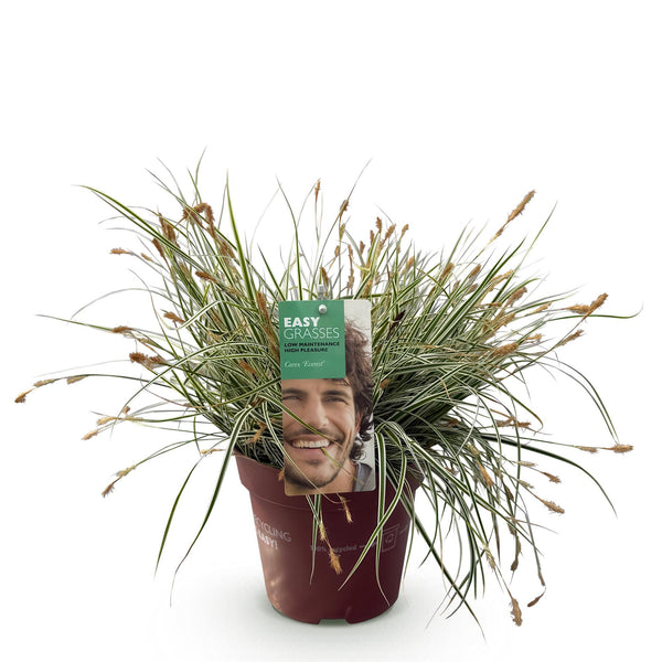 Japan-Segge ‚Everest' – Carex oshimensis – Ansicht 2