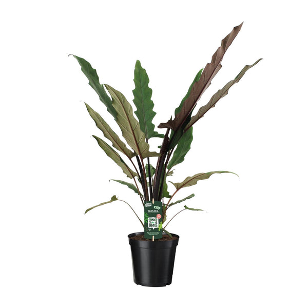 Alocasia lauterbachiana – ohne Übertopf