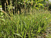 Japan-Segge ‚Aureovariegata' – Carex morrowii – Ansicht 6