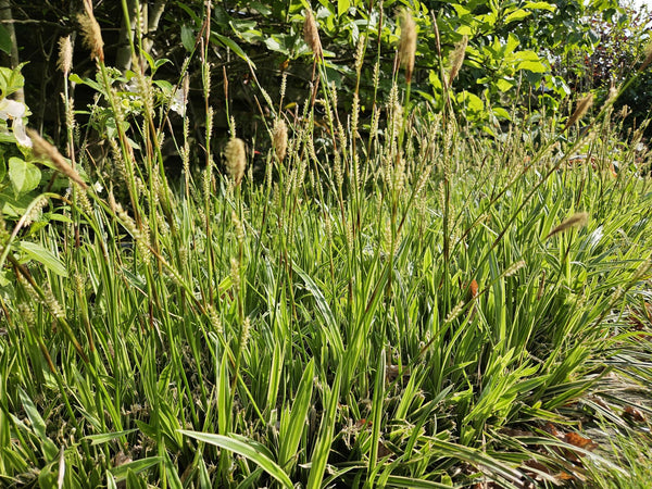 Japan-Segge ‚Aureovariegata' – Carex morrowii – Ansicht 6