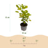 Perückenstrauch ‚Golden Spirit' – Cotinus coggygria – Ansicht 3