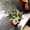Haworthia ‚Royal Highness' – Ansicht 2