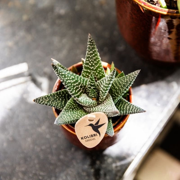 Haworthia ‚Royal Highness' – Ansicht 2