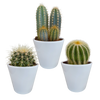 Kakteen-Set „Kakteenmischung“ – 3 Kakteen – Ansicht 7
