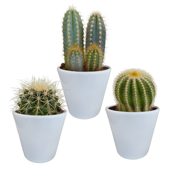 Kakteen-Set „Kakteenmischung“ – 3 Kakteen – Ansicht 7