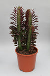 Sukkulenten-Set – Aloe vera, Bogenhanf & Wolfsmilch mit Übertöpfen – im Set enthalten: Dreikantige Wolfsmilch ‚Rubra' – Euphorbia trigona