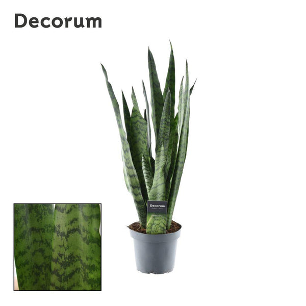 Bogenhanf – Sansevieria zeylanica