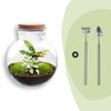 Flaschengarten-Set „Teddy" – DIY-Terrarium mit Licht
