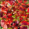 Wilder Wein ‚Engelmannii' – Parthenocissus quinquefolia – Ansicht 3