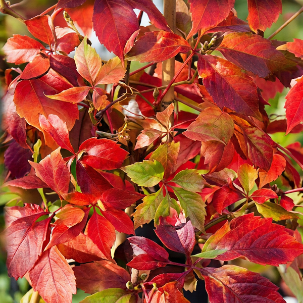 Wilder Wein ‚Engelmannii' – Parthenocissus quinquefolia – Ansicht 3