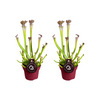 Schlauchpflanze – Sarracenia × farnhamii