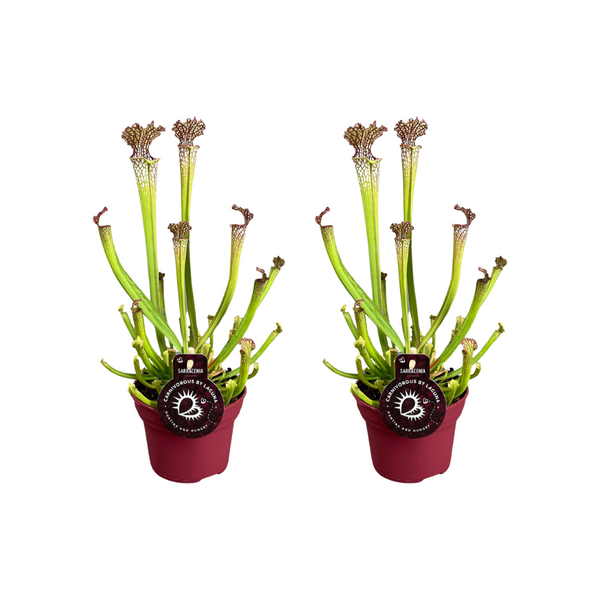 Schlauchpflanze – Sarracenia × farnhamii