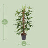 Philodendron pedatum – Ansicht 2