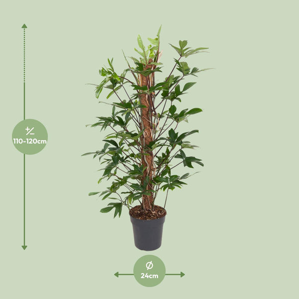 Philodendron pedatum – Ansicht 2