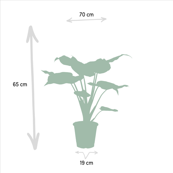 Alocasia-Set „Trio" – Alocasia zebrina, cucullata und lauterbachiana – Ansicht 4