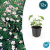 Herbst-Anemone ‚Robustissima' – Anemone tomentosa