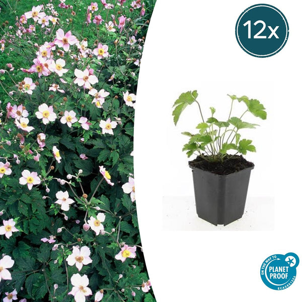 Herbst-Anemone ‚Robustissima' – Anemone tomentosa