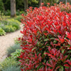 Glanzmispel ‚Red Robin' – Photinia × fraseri – Ansicht 5