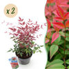 Himmelsbambus ‚Obsessed' – Nandina domestica