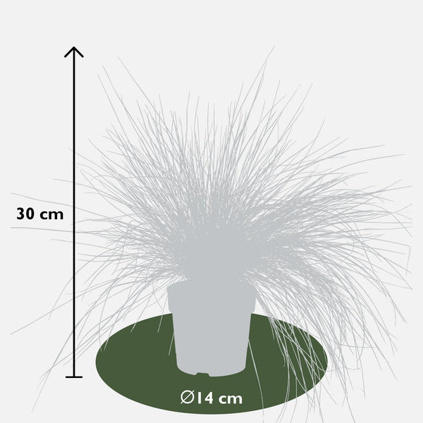 Blauschwingel ‚Azurit' – Festuca glauca – Ansicht 8