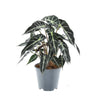 Alocasia ‚Bambino Arrow'