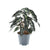 Alocasia ‚Bambino Arrow'
