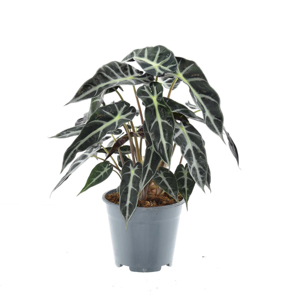 Alocasia ‚Bambino Arrow'