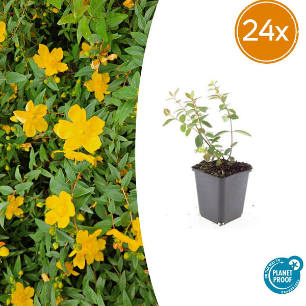 Johanniskraut ‚Peter Dummer' – Hypericum × dummeri