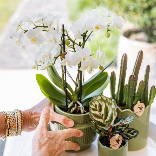 Schmetterlingsorchidee ‚Blossom Zurich' – Phalaenopsis – Ansicht 7