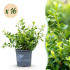 Buchsbaum ‚Babylon Beauty' – Buxus sempervirens – 16 Stück