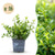 Buchsbaum ‚Babylon Beauty' – Buxus sempervirens – 16 Stück