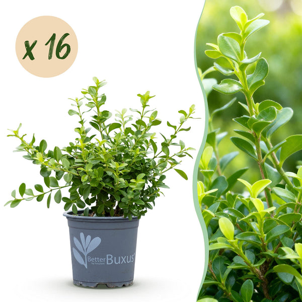 Buchsbaum ‚Babylon Beauty' – Buxus sempervirens – 16 Stück