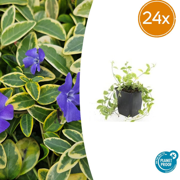 Kleines Immergrün ‚Aureovariegata' – Vinca minor