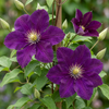 Waldrebe ‚Warszawska Nike' – Clematis – Ansicht 3