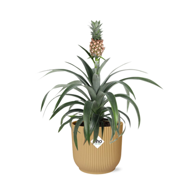 Zierananas ‚Mi Amigo' – Ananas comosus