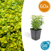 Kriechspindel ‚Emerald 'n Gold' – Euonymus fortunei