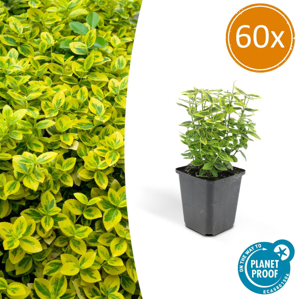 Kriechspindel ‚Emerald 'n Gold' – Euonymus fortunei