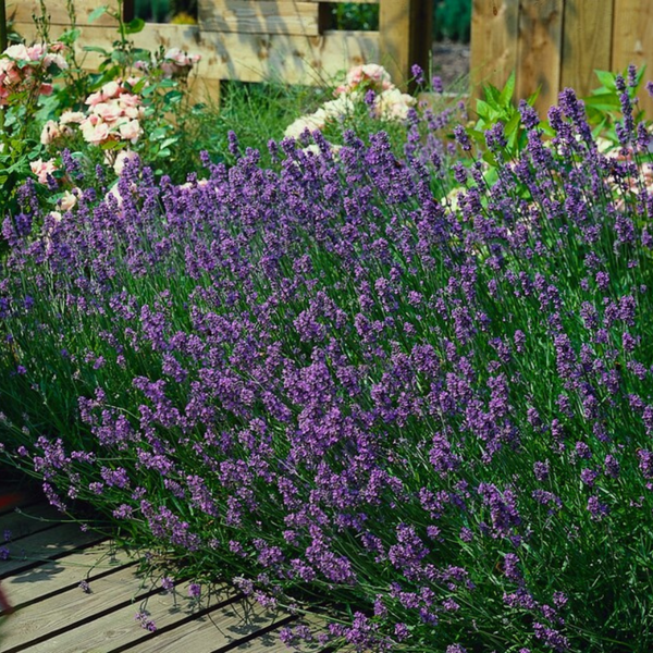 Lavendel ‚Munstead' – Lavandula angustifolia – Ansicht 7