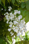 Blauregen ‚Longissima Alba' – Wisteria floribunda – weiß