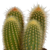 Kakteen-Set „Cereus-Mix“ – 3 Säulenkakteen – Ansicht 4