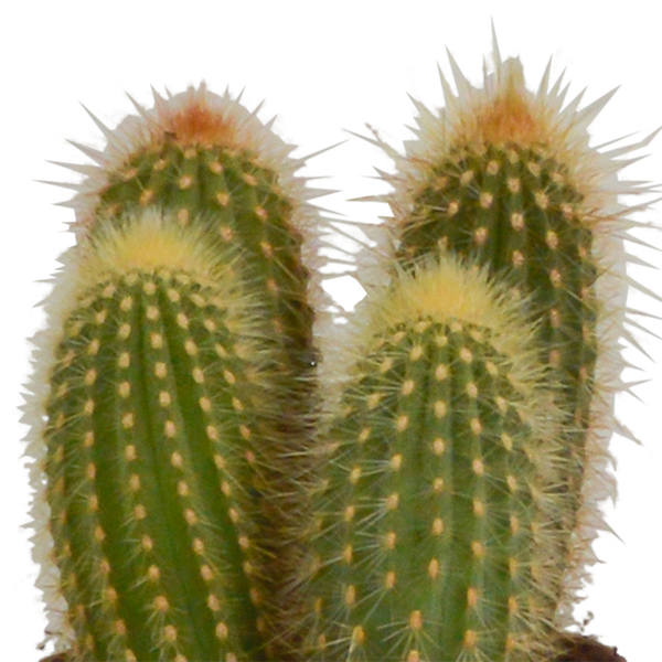 Kakteen-Set „Cereus-Mix“ – 3 Säulenkakteen – Ansicht 4