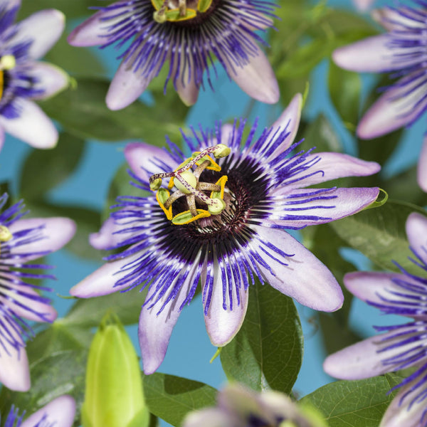 Passionsblume ‚Damsels Delight' – Passiflora – Ansicht 5