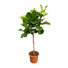 Geigenfeige – Ficus lyrata