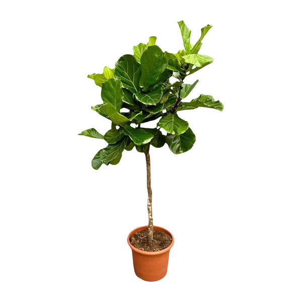Geigenfeige – Ficus lyrata