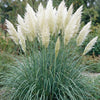 Zwerg-Pampasgras ‚Pumila' – Cortaderia selloana – Ansicht 5