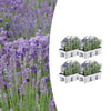 Lavendel – Lavandula angustifolia