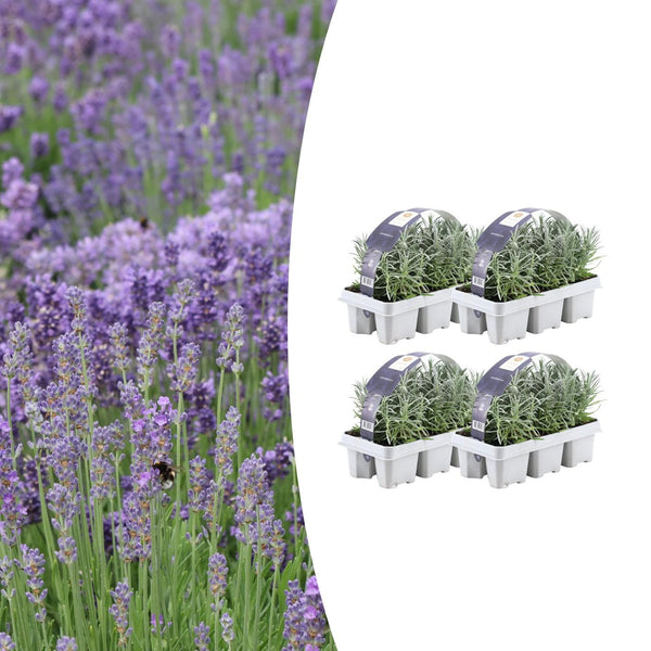 Lavendel – Lavandula angustifolia